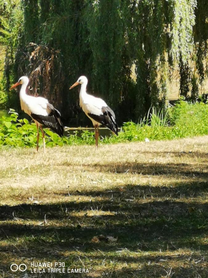 Au Nid De Cigogne Avec Garage A Kaysersberg Εξωτερικό φωτογραφία